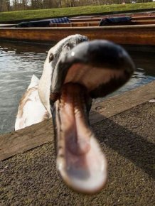 Meet The Mean Swan That Terrorizes People At The Cambridge River