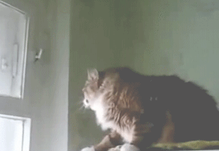 Daily GIFs Mix, part 686