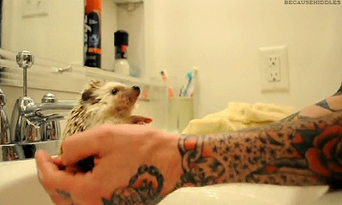 https://piximus.net/media/35434/the-15-best-hedgehog-gifs-this-world-has-to-offer-1.gif