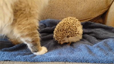 https://piximus.net/media/35434/the-15-best-hedgehog-gifs-this-world-has-to-offer-2.gif