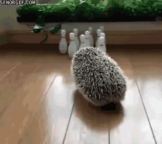 https://piximus.net/media/35434/the-15-best-hedgehog-gifs-this-world-has-to-offer-7.gif
