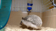 https://piximus.net/media/35434/the-15-best-hedgehog-gifs-this-world-has-to-offer-9.gif