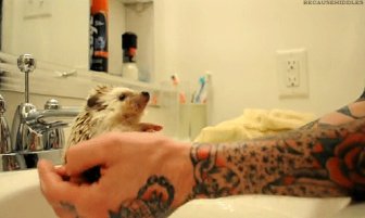 The 15 Best Hedgehog GIFs This World Has To Offer