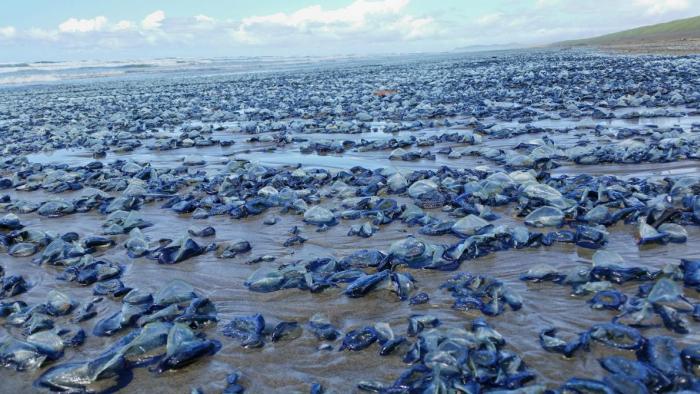Billions Of Blue Jellyfish Wash Up On The West Coast