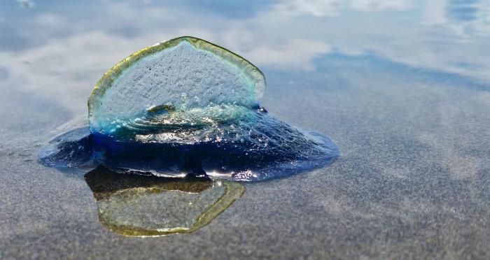 Billions Of Blue Jellyfish Wash Up On The West Coast