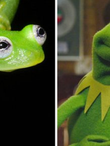 Real Life Kermit The Frog Discovered In Costa Rica