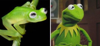 Real Life Kermit The Frog Discovered In Costa Rica