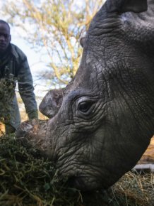 3 Of The Last White Rhinos In The World Are Under Protection