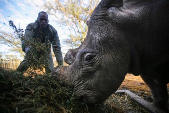 3 Of The Last White Rhinos In The World Are Under Protection