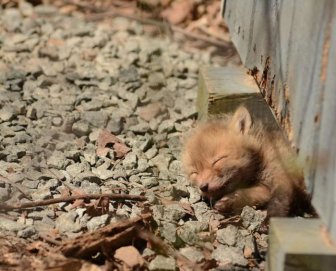 Father And Daughter Find Baby Foxes In Their Backyard