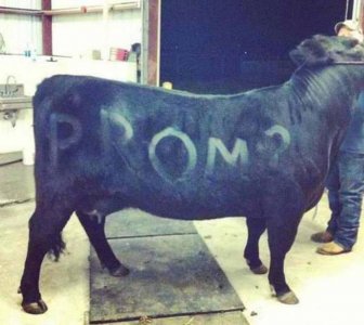 Prom Proposals That Might Have Been A Little Over The Top