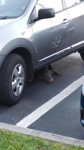 There's A Whole Lot Of Nope Under This Car