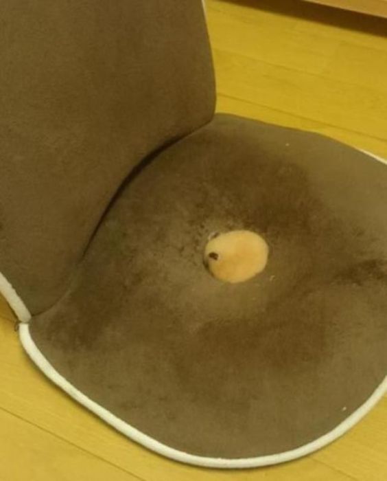 There Is Something Really Sweet Hiding in This Chair