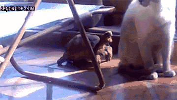 Daily GIFs Mix, part 697