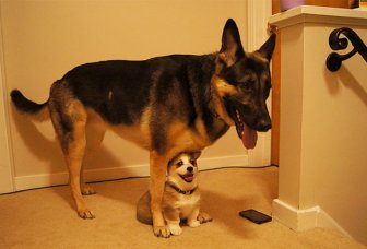 Dog Best Friends That Always Have To Be Together