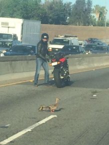 Biker Stops To Walk Ducks Across The Highway