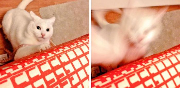 26 Moments Only Cat Owners Can Relate To