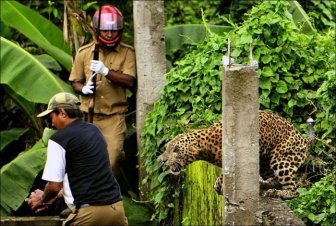 Leopard Goes Nuts and Attacks People 