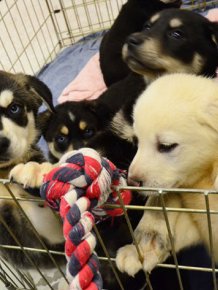 University Creates A Special Puppy Room To Help Students With Stress