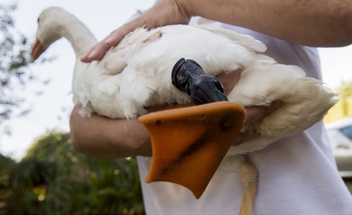 This Goose Got A Second Chance At Life Thanks To A 3D Printed Foot