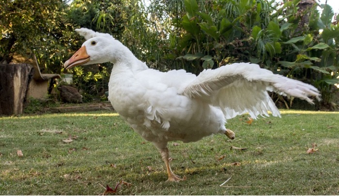 This Goose Got A Second Chance At Life Thanks To A 3D Printed Foot