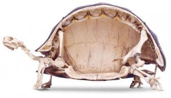 What The Inside Of A Tortoise Actually Looks Like