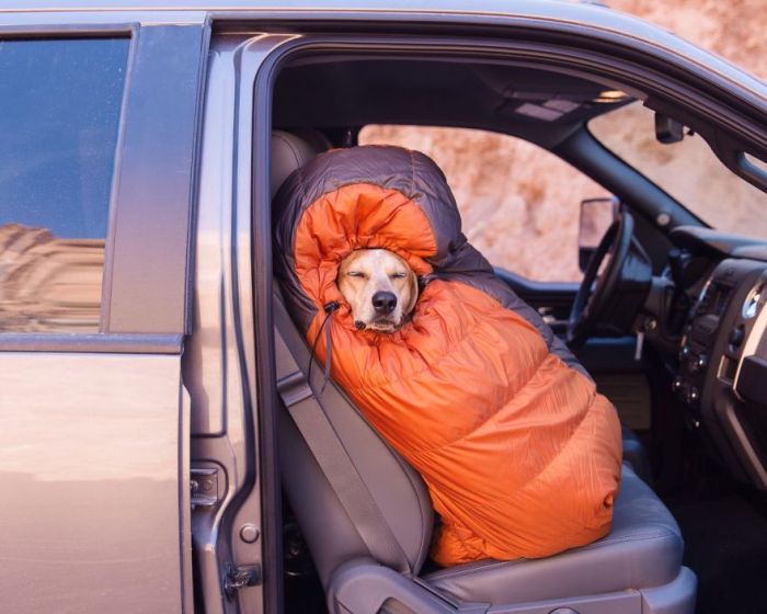 This Lucky Rescue Dog Gets To Go On Amazing Adventures