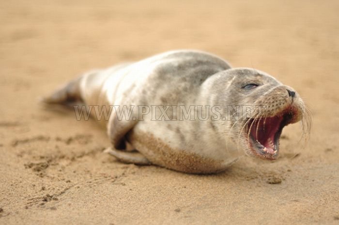 Cute baby seals
