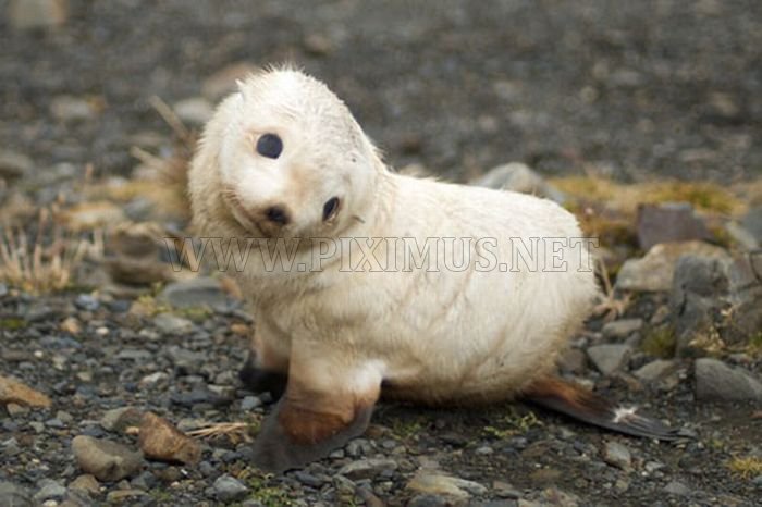 Cute baby seals