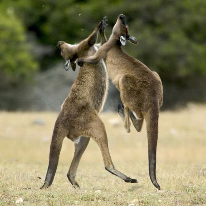 Спаривание кенгуру