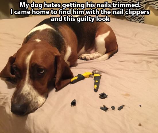 Animals' guilty faces