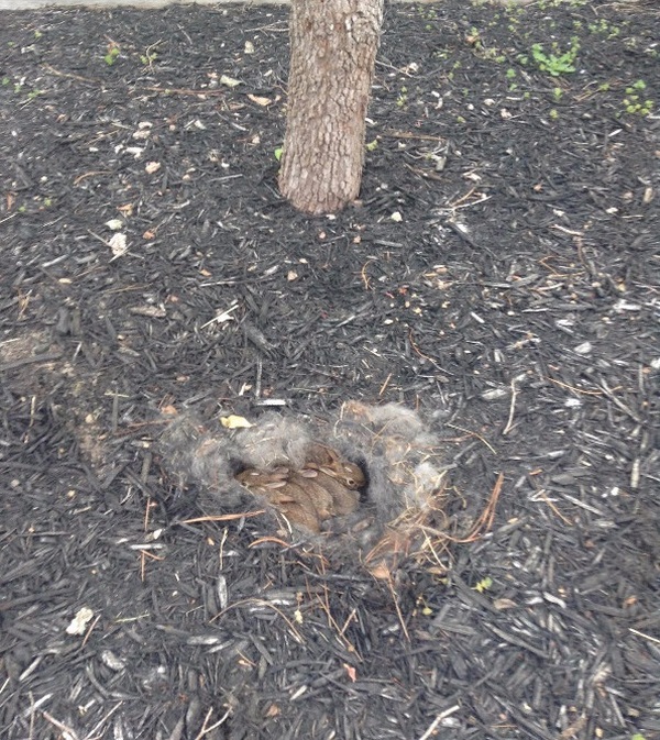 These Homeowners Found An Unusual Nest In Their Yard