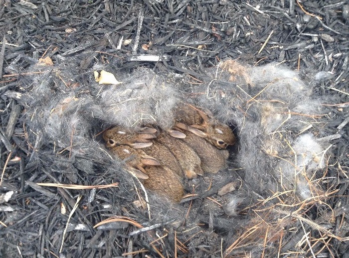 These Homeowners Found An Unusual Nest In Their Yard