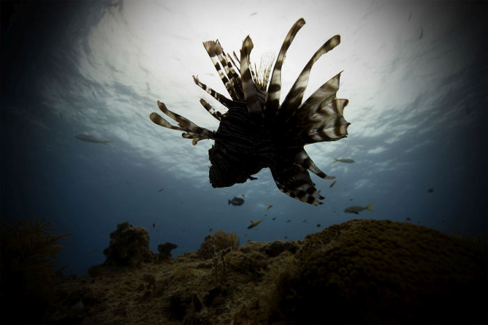 This Guy Stepped Out Of His Comfort Zone And Into Underwater Photography