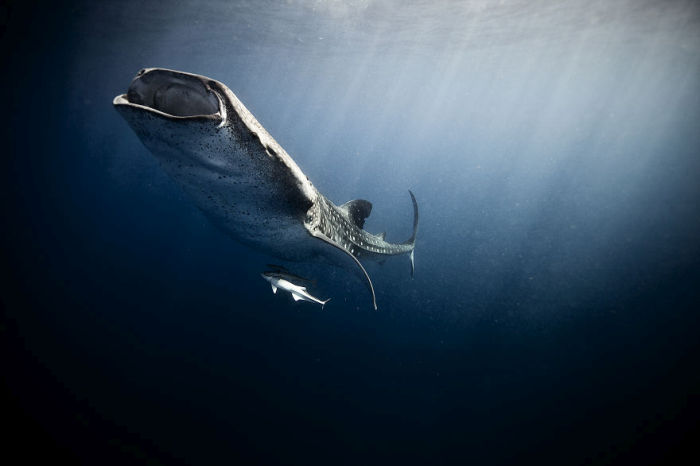 This Guy Stepped Out Of His Comfort Zone And Into Underwater Photography