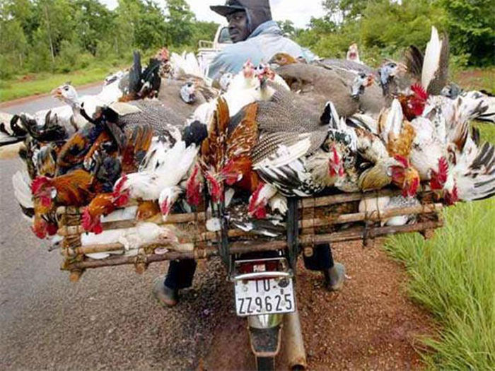 These People Prove That Anything Can Be Transported On A Motorcycle