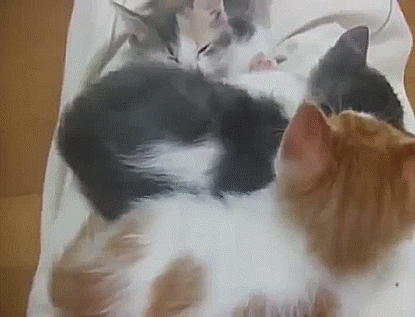 Daily GIFs Mix, part 709