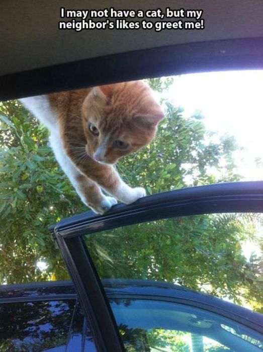 These Cats Give New Meaning To The Words Cat Burglar