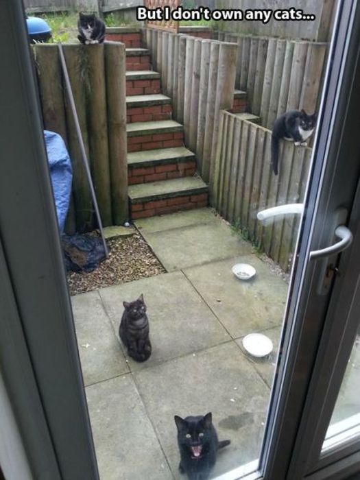 These Cats Give New Meaning To The Words Cat Burglar