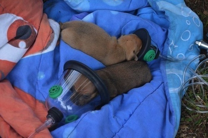 Firefighters Use Tiny Oxygen Masks To Save Puppies