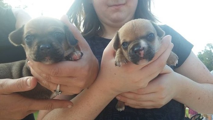Firefighters Use Tiny Oxygen Masks To Save Puppies