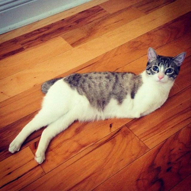 Cat With Missing Paws Is Now A Star On Instagram