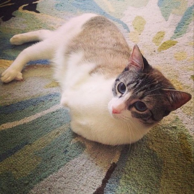 Cat With Missing Paws Is Now A Star On Instagram