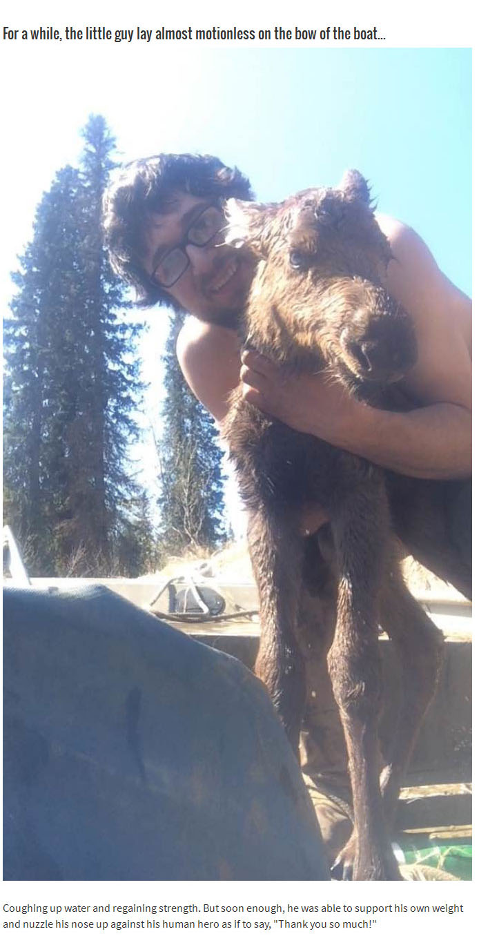 This Brave Man Saved A Baby Moose That Was Drowning In An Alaska River