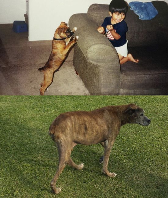 First And Last Pictures Of People's Pets That Will Hit You Right In The Feels