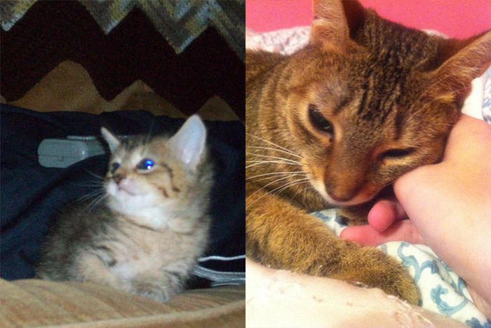First And Last Pictures Of People's Pets That Will Hit You Right In The Feels