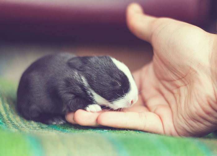 See How Much These Baby Bunnies Grew In 30 Days