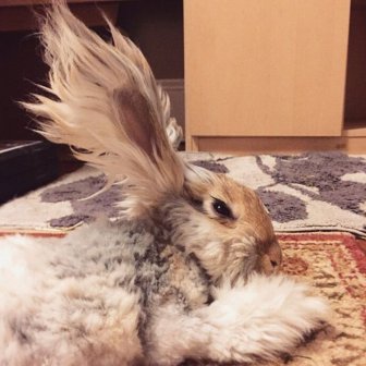 Meet Wally The Bunny With Ears That Look Like Wings