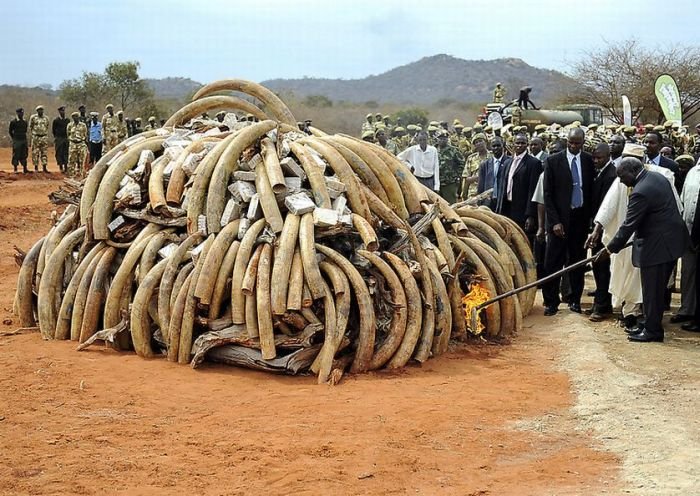 Ivory Burned in Kenya 