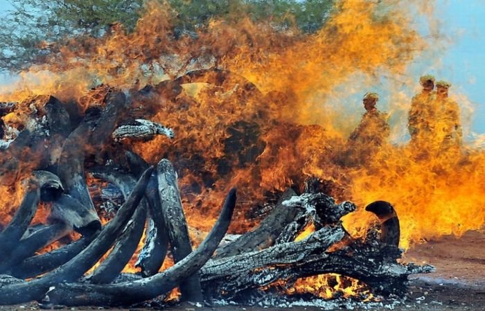 Ivory Burned in Kenya 